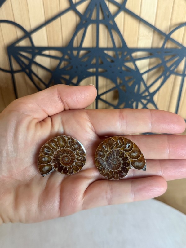 Ammonite (0.025kg)