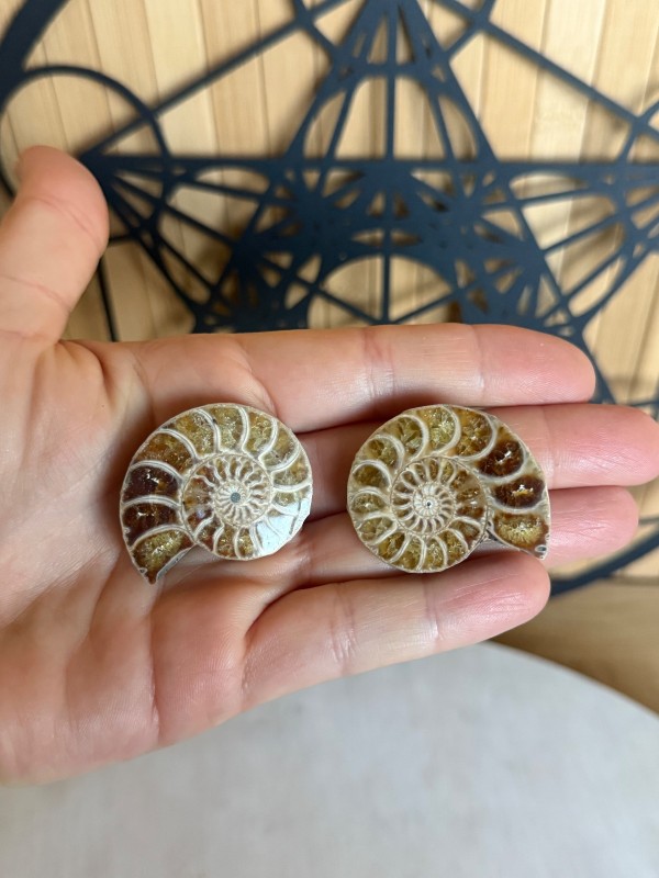 Ammonite (0.27kg)