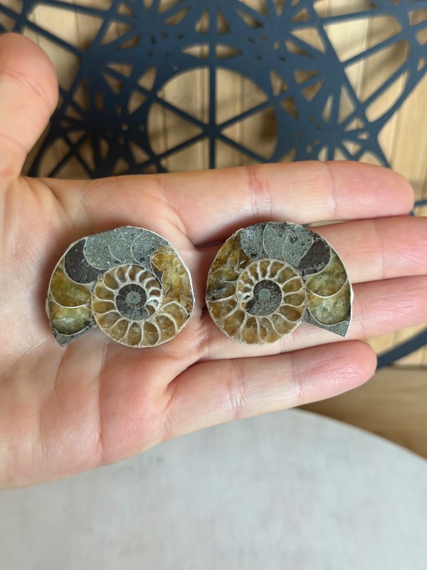 Ammonite (0.029kg)