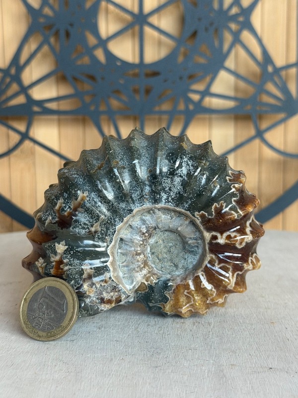 Ammonite (0.355kg)