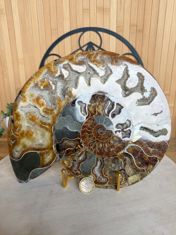 Ammonite (1.688kg)
