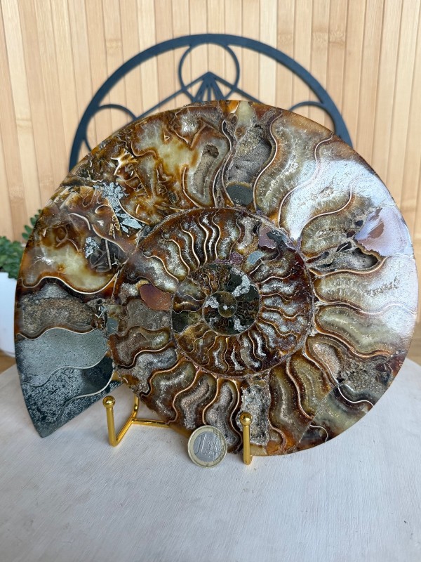 Ammonite (1.325kg)