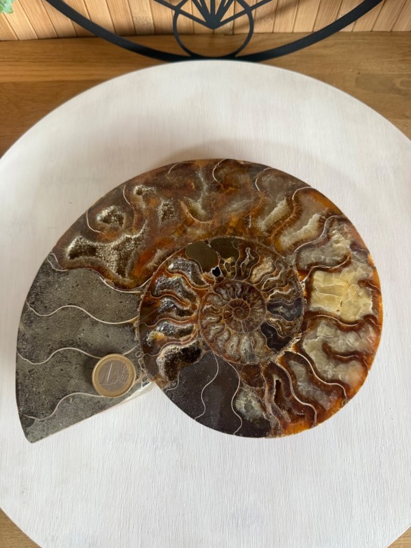 Ammonite (0.97kg)