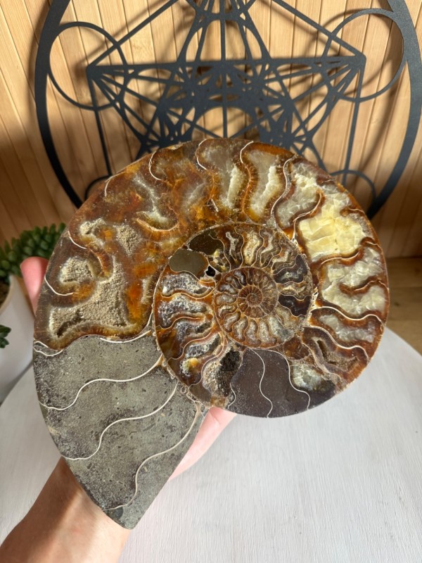 Ammonite (0.97kg)