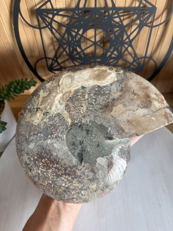 Ammonite (0.97kg)