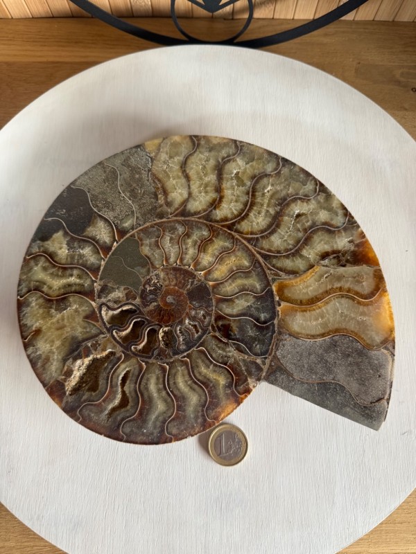 Ammonite (1.165kg)