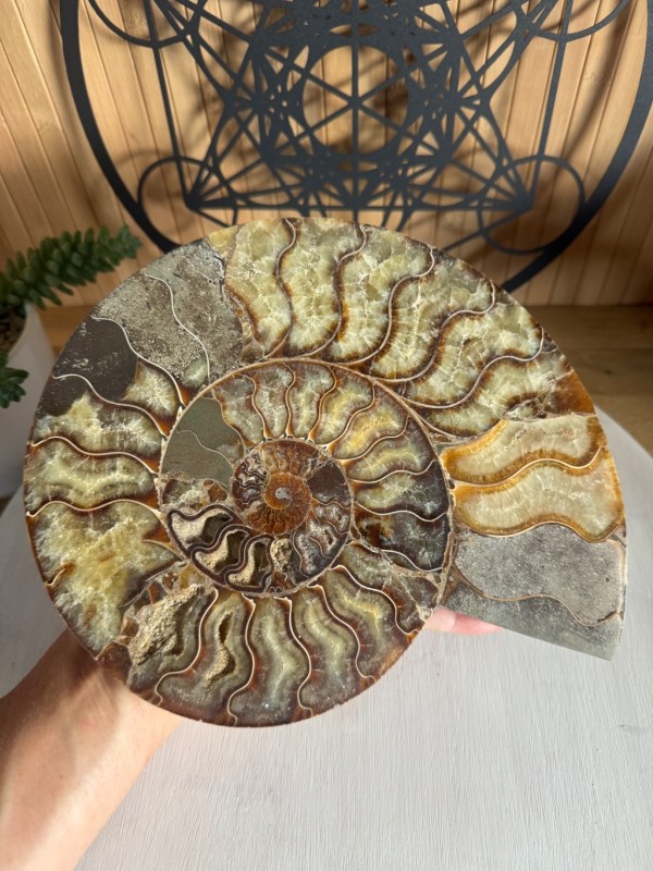 Ammonite (1.165kg)
