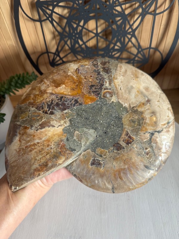 Ammonite (1.165kg)