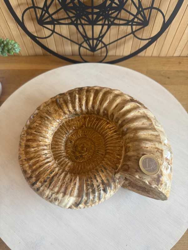 Ammonite (2.62kg)
