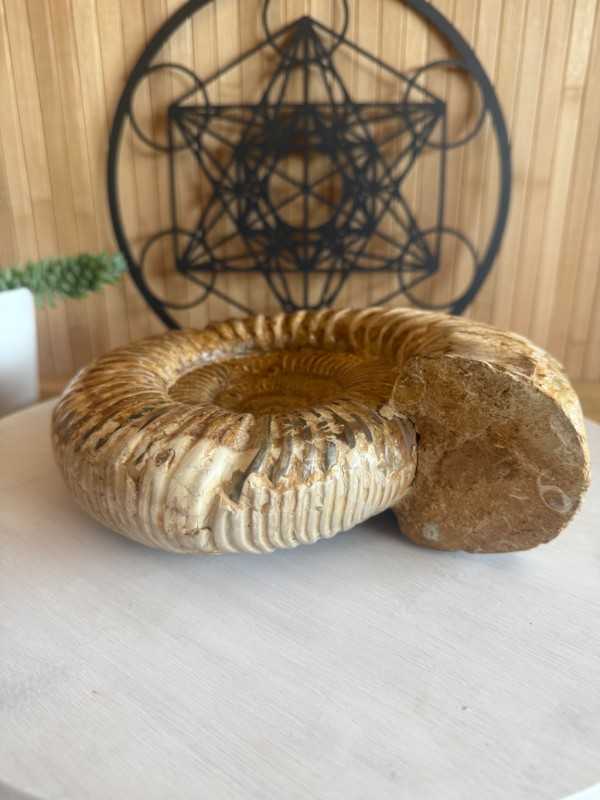 Ammonite (2.62kg)