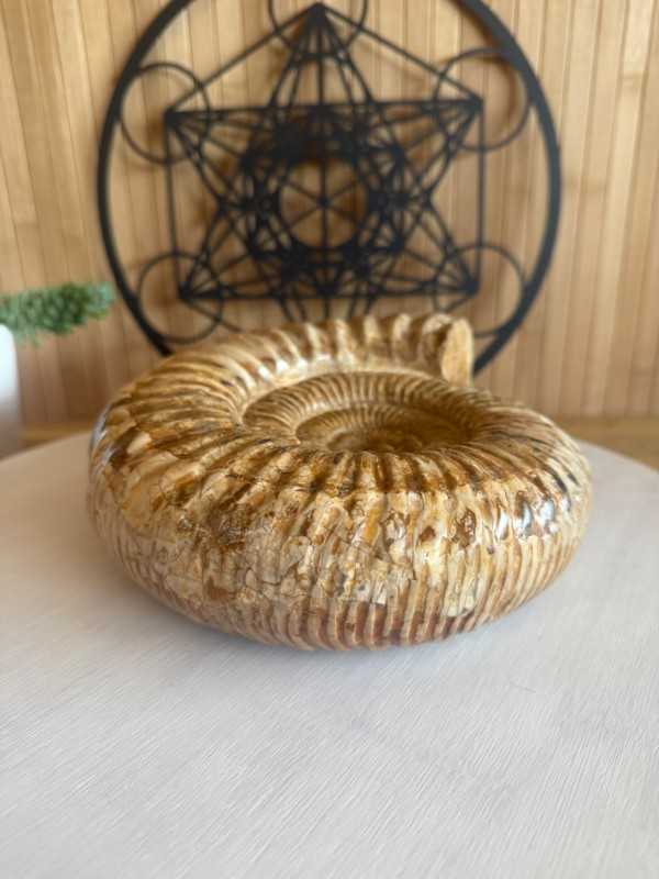 Ammonite (2.62kg)