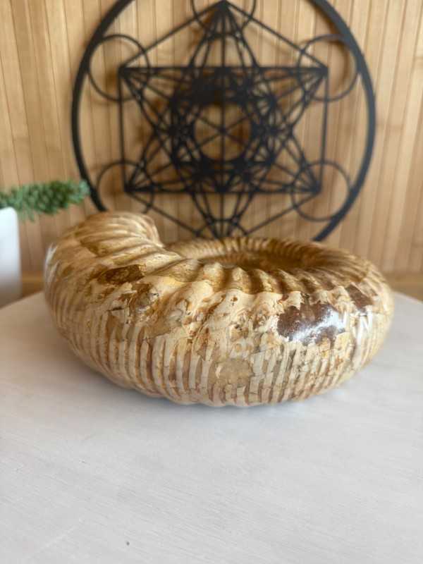 Ammonite (2.62kg)