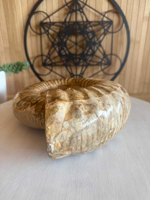 Ammonite (2.62kg)