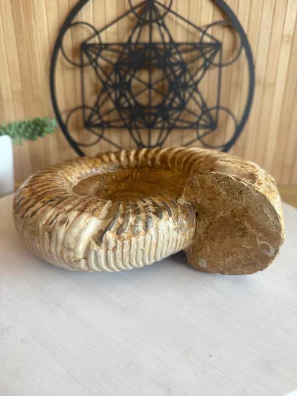 Ammonite (2.62kg)