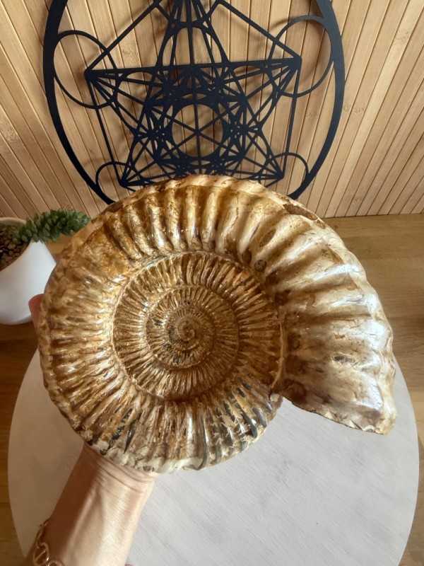 Ammonite (2.62kg)