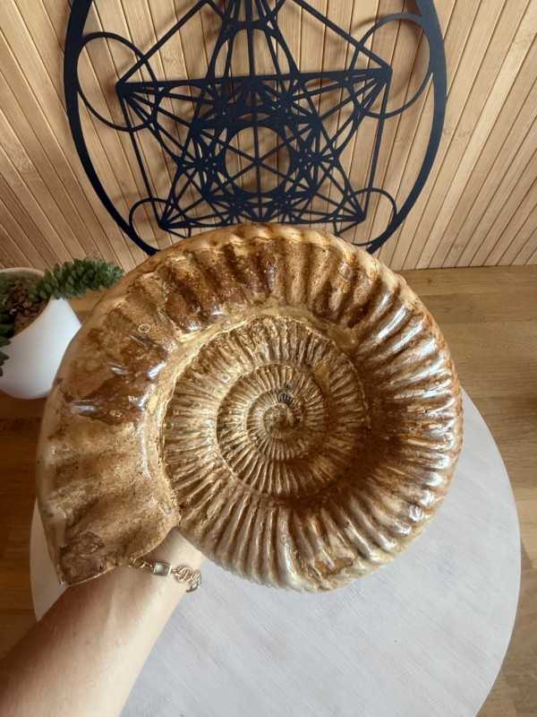 Ammonite (2.62kg)