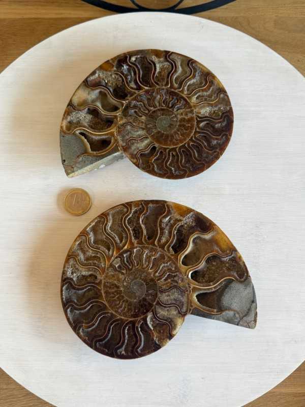 Ammonite (0.52kg)