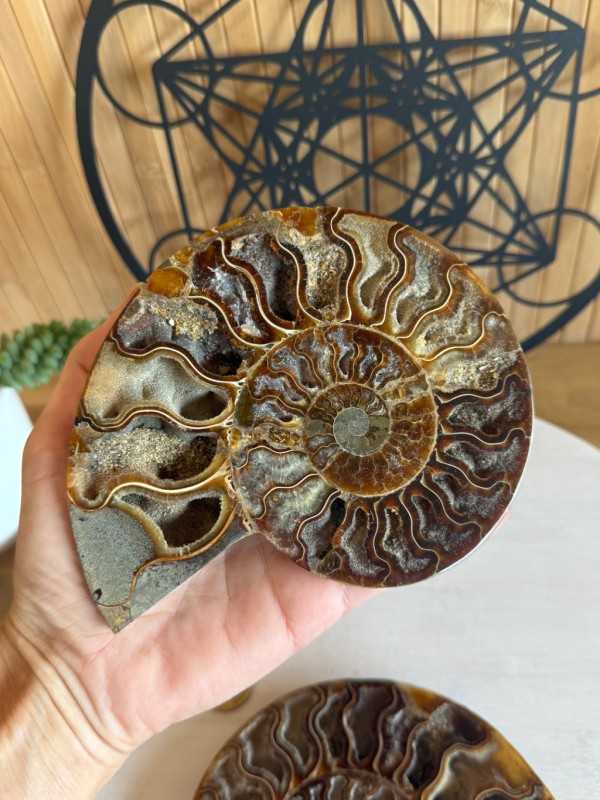 Ammonite (0.52kg)