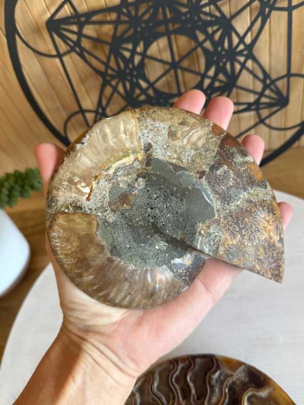 Ammonite (0.52kg)