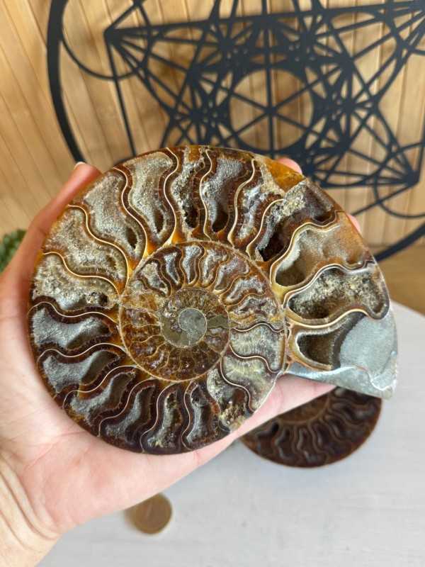 Ammonite (0.52kg)