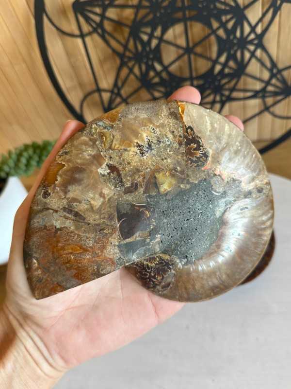 Ammonite (0.52kg)
