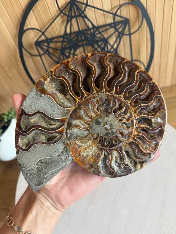 Ammonite (1kg)