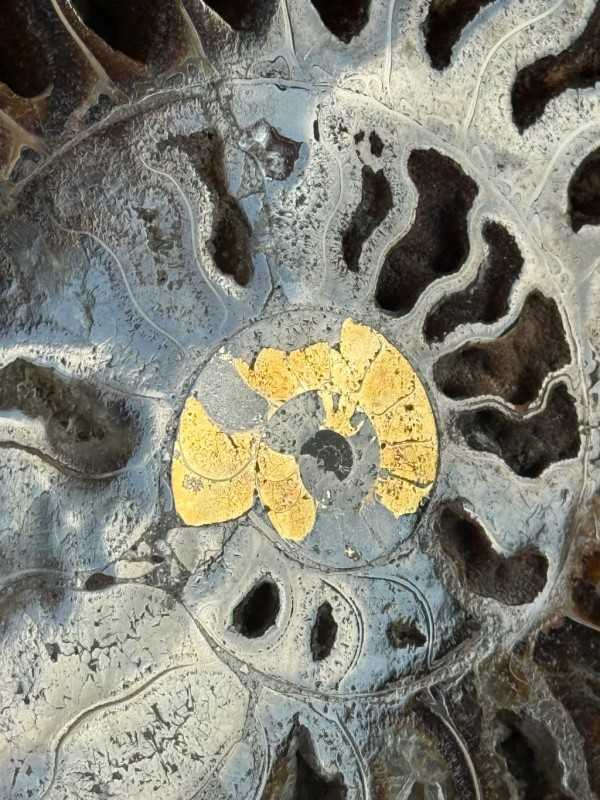 Ammonite (1kg)