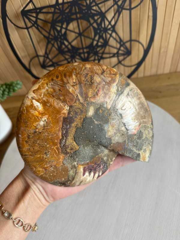 Ammonite (1kg)