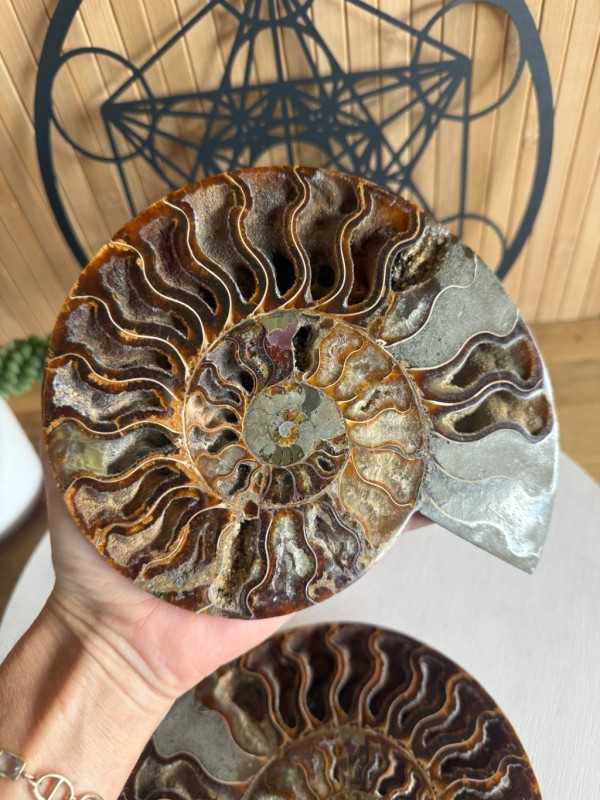 Ammonite (1kg)