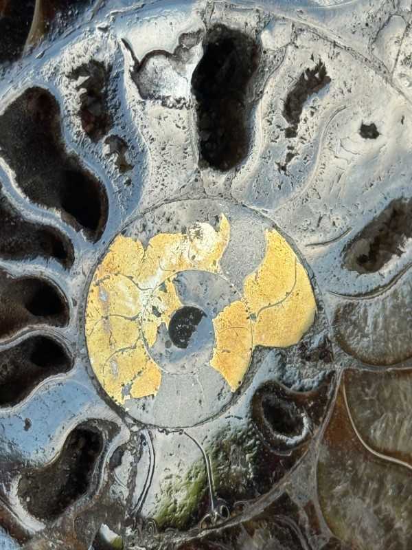 Ammonite (1kg)