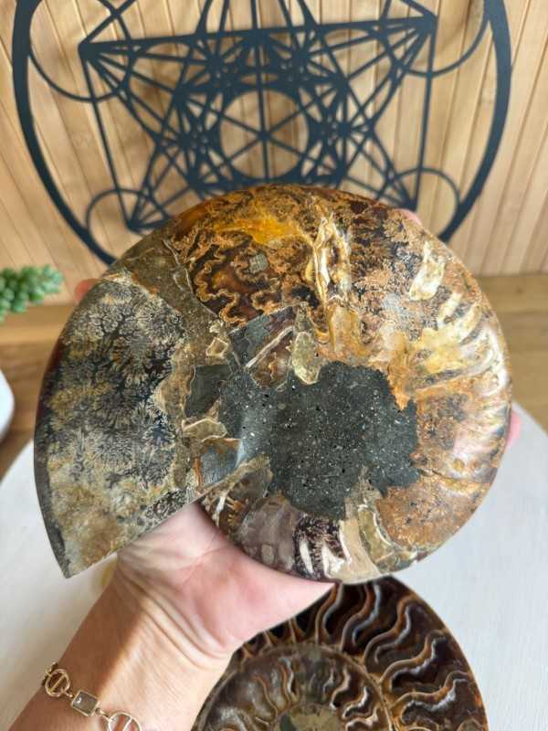 Ammonite (1kg)