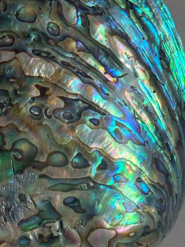 Coquille d ormeau (0.04kg)