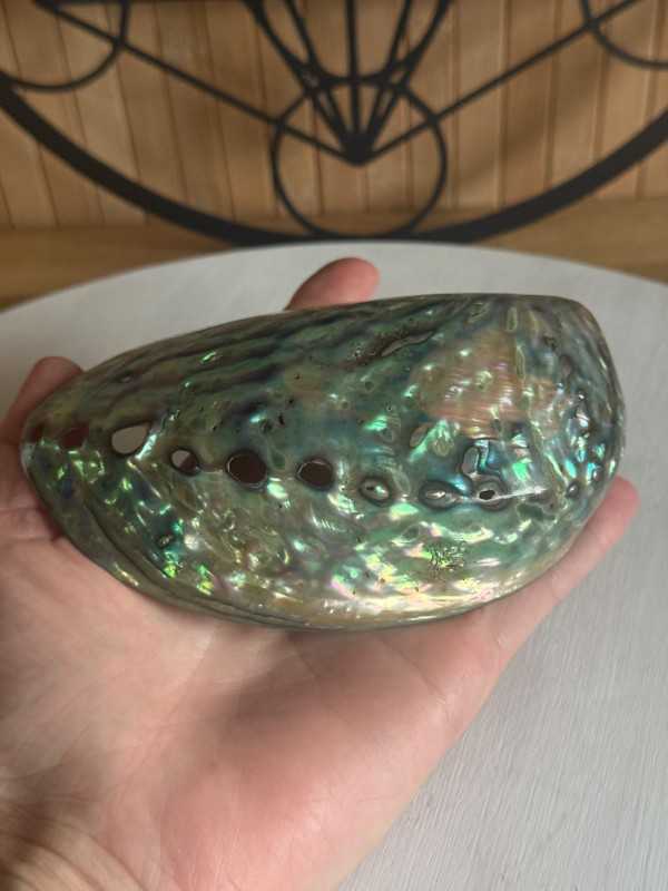 Coquille d’ormeau (0.036kg)
