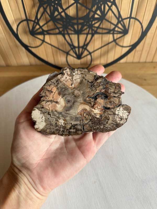 Bois fossilisé (0.28kg)