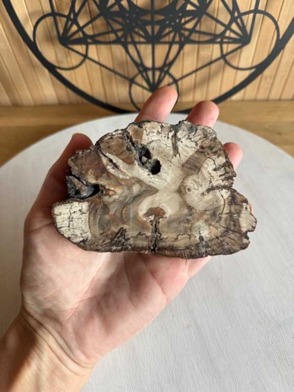 Bois fossilisé (0.28kg)