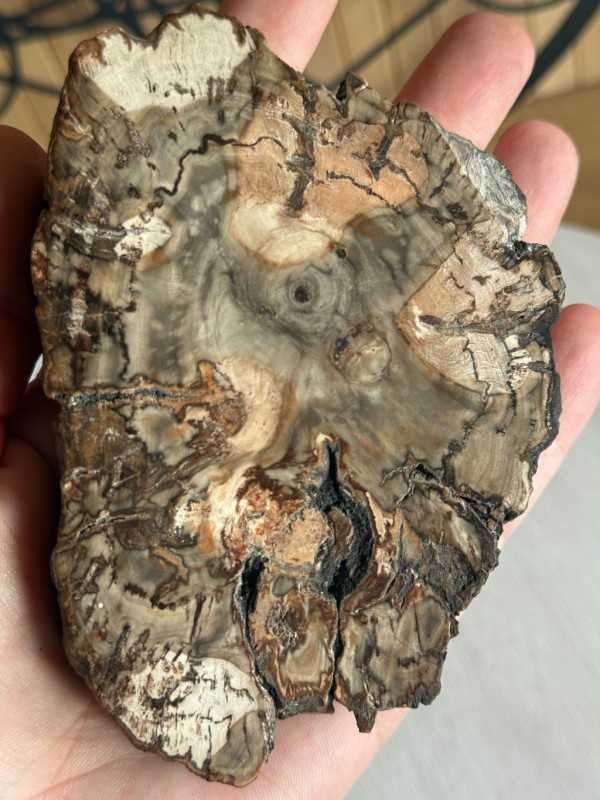 Bois fossilisé (0.28kg)