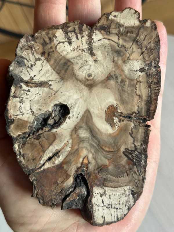 Bois fossilisé (0.28kg)