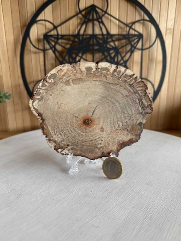Bois fossilisé (0.315kg)