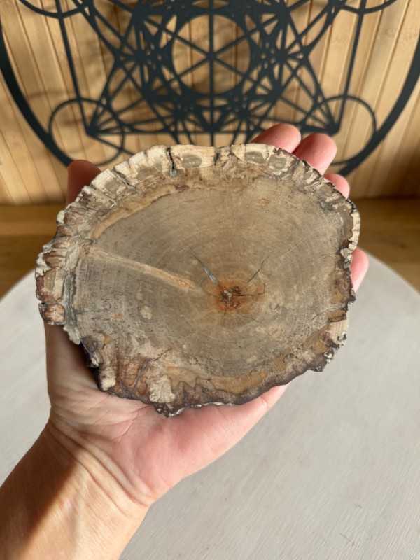 Bois fossilisé (0.315kg)