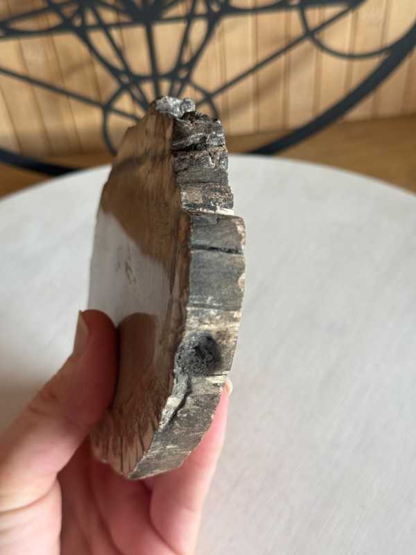 Bois fossilisé (0.315kg)