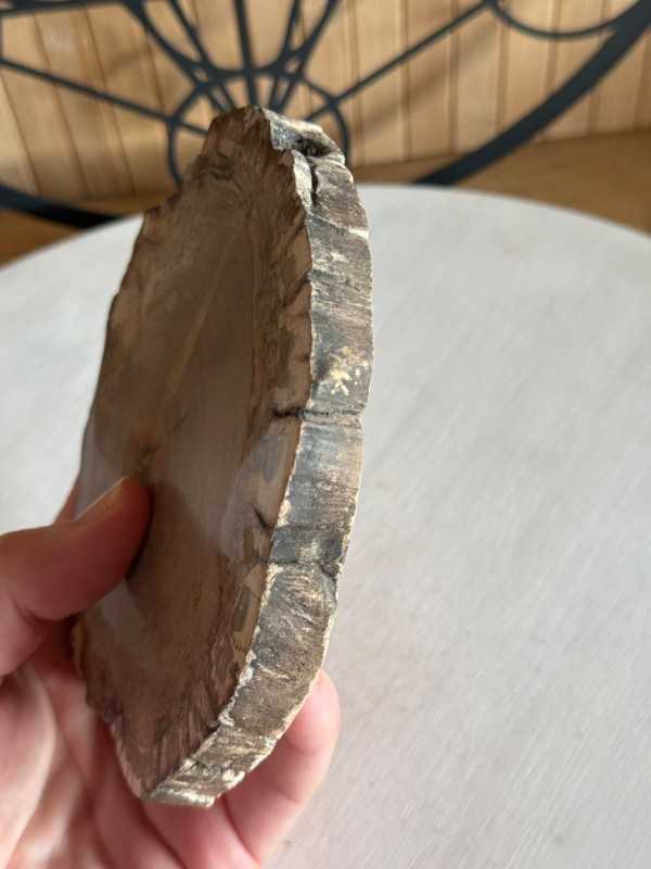Bois fossilisé (0.315kg)