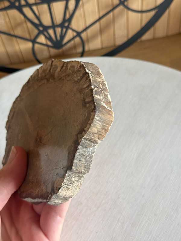 Bois fossilisé (0.315kg)