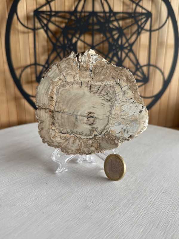 Bois fossilisé (0.21kg)