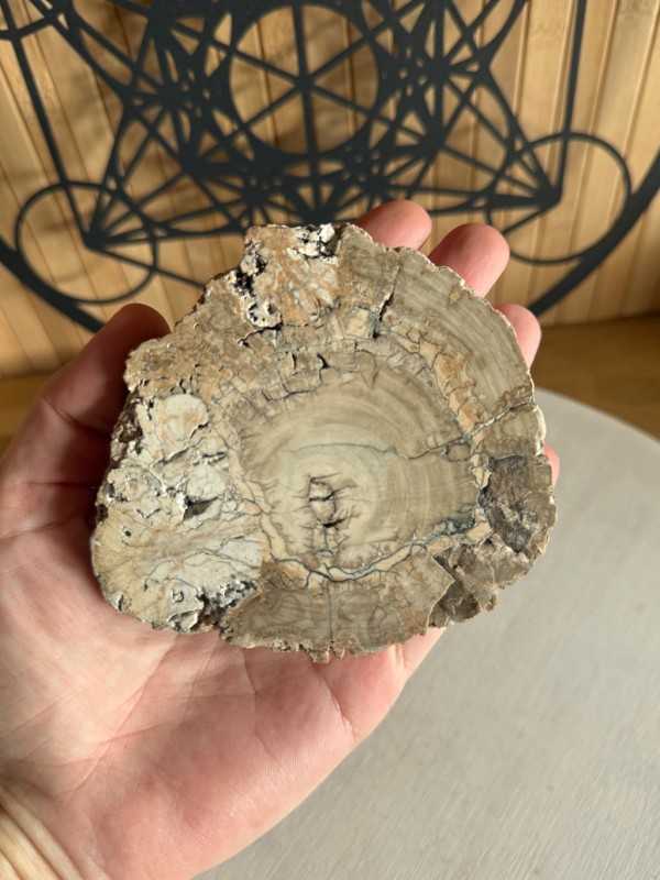 Bois fossilisé (0.21kg)