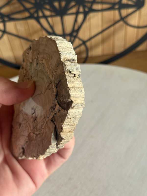 Bois fossilisé (0.21kg)