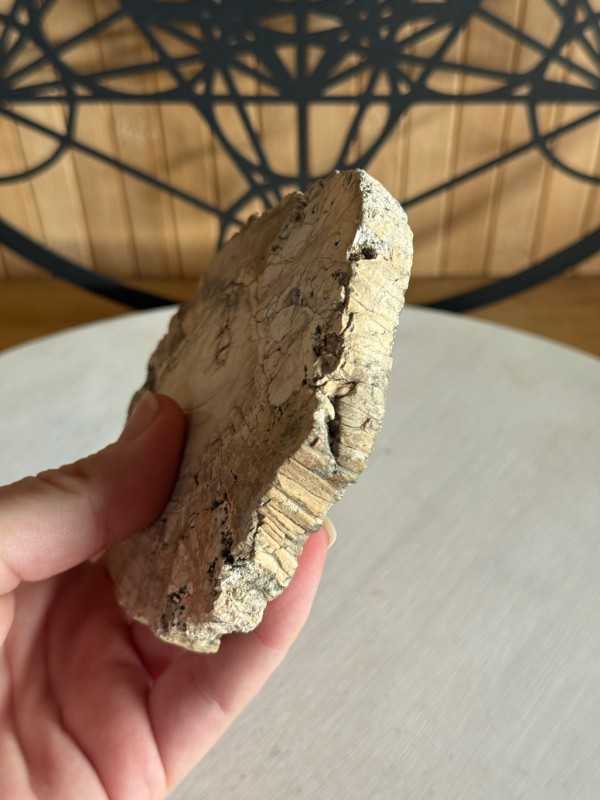 Bois fossilisé (0.21kg)
