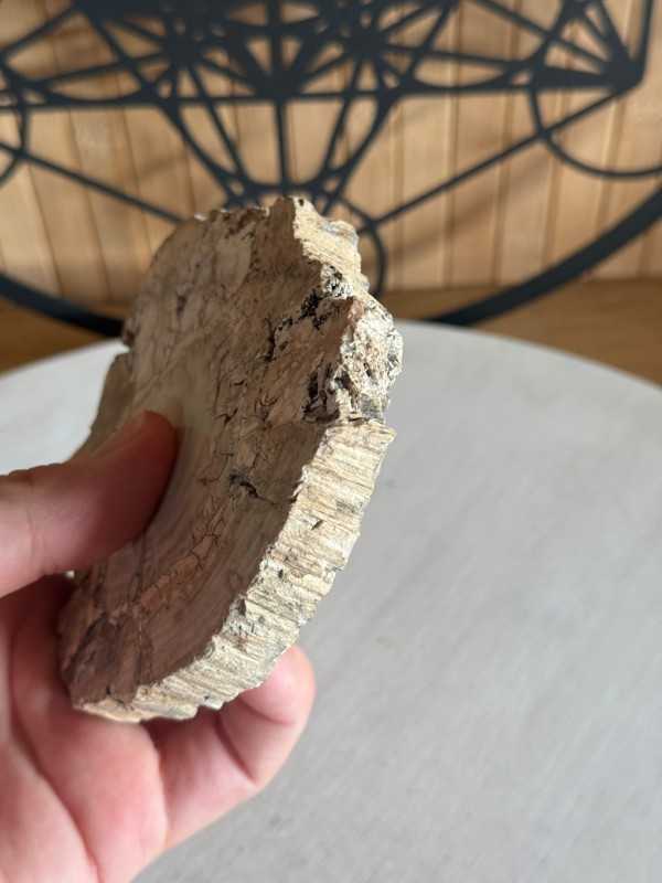 Bois fossilisé (0.21kg)