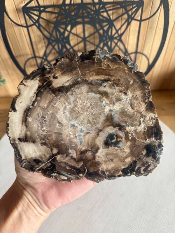 Bois fossilisé (0.7kg)