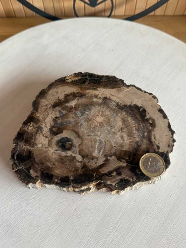Bois fossilisé (0.7kg)
