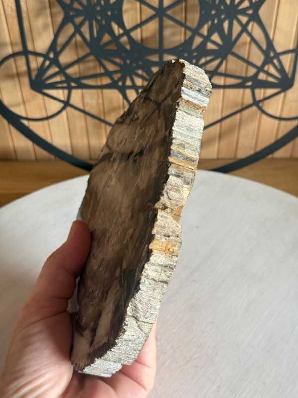 Bois fossilisé (0.7kg)